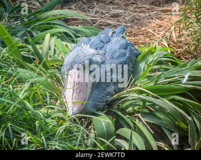 Un oiseau de haut-fond reposant sur l'herbe; oiseau bleu-gris inhabituel vivant en Afrique de l'est tropicale Banque D'Images