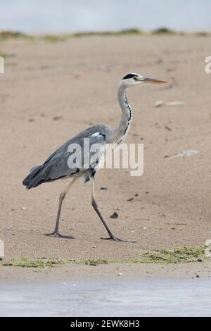 Heron gris (Ardea cinerea), vue latérale d'une promenade immature sur une plage, Campanie, Italie Banque D'Images