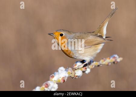 European Robin (Erithacus rubecula aux abords), vue latérale d'un adulte perché sur une branche, Campanie, Italie Banque D'Images