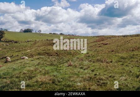 Vestiges d'une fortification défensive romaine connue sous le nom de mur d'Hadrien, qui s'élève à environ 118 km avec un nombre de forts, de châteaux et de tourelles. Restes de mur de gazon et de vallum près de 50ème milecastle High House, Cumbria. Numérisation d'archivage à partir d'une lame. Août 1966. Banque D'Images