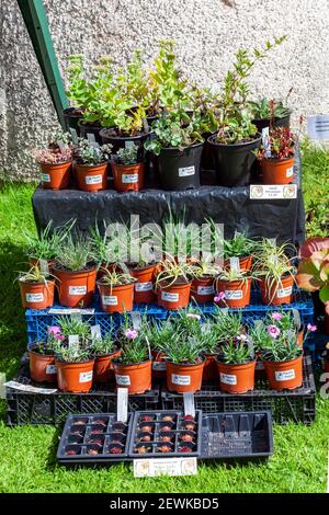 Haverfordwest, pays de Galles, Royaume-Uni, 28 août 2016 : Centre de marché de pépinière en été avec fleurs et plantes exposées à la vente pour les personnes intéressées Banque D'Images