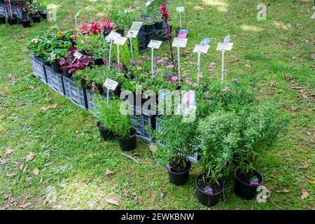 Haverfordwest, pays de Galles, Royaume-Uni, 28 août 2016 : Centre de marché de pépinière en été avec fleurs et plantes exposées à la vente pour les personnes intéressées Banque D'Images