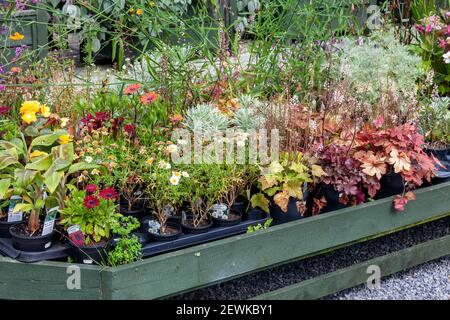 Haverfordwest, pays de Galles, Royaume-Uni, 28 août 2016 : Centre de marché de pépinière en été avec fleurs et plantes exposées à la vente pour les personnes intéressées Banque D'Images