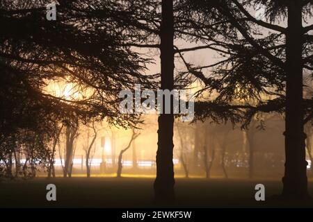 Une vue majestueuse sur les silhouettes de grands arbres illuminés un parc la nuit Banque D'Images