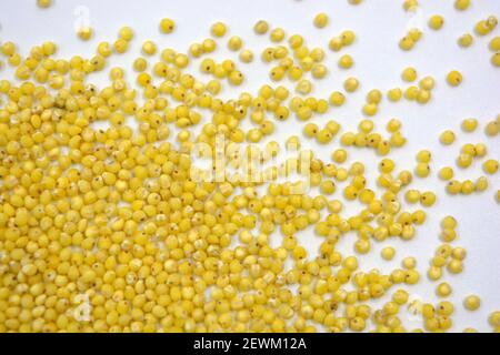 Utile pour la santé humaine céréales, millet jaune éparpillé sur fond blanc. Banque D'Images