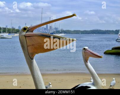 2 Pelican Birds face à la plage de Rose Bay avec la ville de Sydney derrière. Ils attendent de la nourriture. Banque D'Images