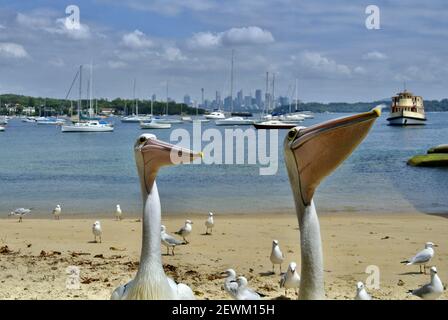 2 Pelican Birds face à la plage de Rose Bay avec la ville de Sydney derrière. Ils attendent de la nourriture. Banque D'Images