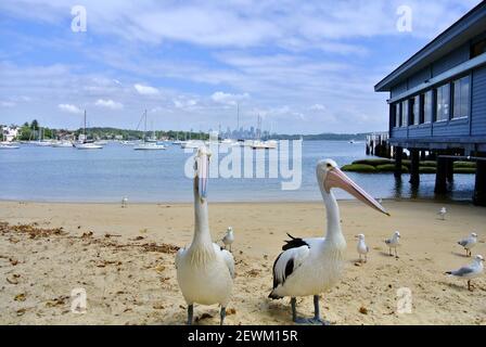 2 Pelican Birds face à la plage de Rose Bay avec la ville de Sydney derrière. Ils attendent de la nourriture. Banque D'Images