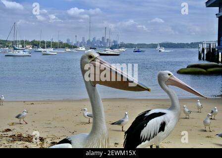 2 Pelican Birds face à la plage de Rose Bay avec la ville de Sydney derrière. Ils attendent de la nourriture. Banque D'Images