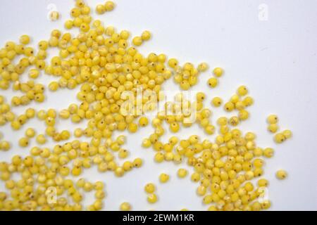 Utile pour la santé humaine céréales, millet jaune éparpillé sur fond blanc. Banque D'Images