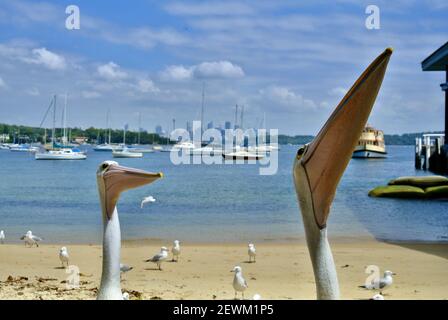 2 Pelican Birds face à la plage de Rose Bay avec la ville de Sydney derrière. Ils attendent de la nourriture. Banque D'Images