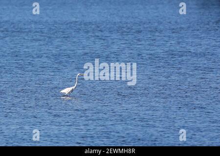 Ville de Las Pinas. 3 mars 2021. Le 3 mars 2021, un grand aigrette est vu le long de la côte peu profonde de la baie de Manille, dans le parc marécageux de Las Pinas-Paranaque, dans la ville de Las Pinas, aux Philippines. La Journée mondiale de la faune est célébrée chaque année le 3 mars afin de sensibiliser les populations aux animaux et aux plantes sauvages du monde. Crédit: Rouelle Umali/Xinhua/Alamy Live News Banque D'Images