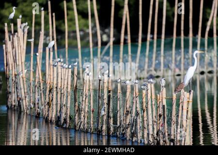 Ville de Las Pinas. 3 mars 2021. Divers oiseaux migrateurs sont perchés sur des pilotis de bambou dans le parc humide Las Pinas-Paranaque de la ville de Las Pinas, aux Philippines, le 3 mars 2021. La Journée mondiale de la faune est célébrée chaque année le 3 mars afin de sensibiliser les populations aux animaux et aux plantes sauvages du monde. Crédit: Rouelle Umali/Xinhua/Alamy Live News Banque D'Images