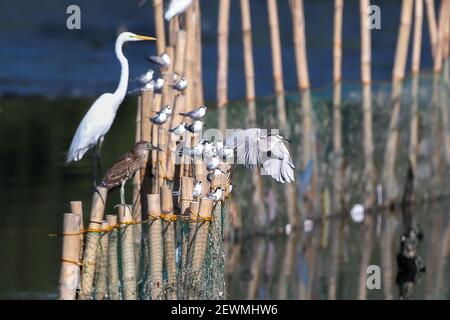 Ville de Las Pinas. 3 mars 2021. Divers oiseaux migrateurs sont perchés sur des pilotis de bambou dans le parc humide Las Pinas-Paranaque de la ville de Las Pinas, aux Philippines, le 3 mars 2021. La Journée mondiale de la faune est célébrée chaque année le 3 mars afin de sensibiliser les populations aux animaux et aux plantes sauvages du monde. Crédit: Rouelle Umali/Xinhua/Alamy Live News Banque D'Images