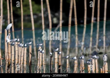 Ville de Las Pinas. 3 mars 2021. Divers oiseaux migrateurs sont perchés sur des pilotis de bambou dans le parc humide Las Pinas-Paranaque de la ville de Las Pinas, aux Philippines, le 3 mars 2021. La Journée mondiale de la faune est célébrée chaque année le 3 mars afin de sensibiliser les populations aux animaux et aux plantes sauvages du monde. Crédit: Rouelle Umali/Xinhua/Alamy Live News Banque D'Images