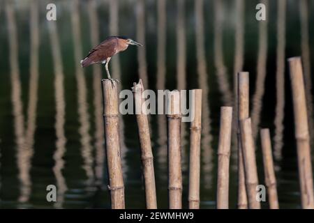 Ville de Las Pinas. 3 mars 2021. Le 3 mars 2021, un héron de nuit couronné noir est perché sur un pilotis de bambou au parc de terres humides Las Pinas-Paranaque, dans la ville de Las Pinas, aux Philippines. La Journée mondiale de la faune est célébrée chaque année le 3 mars afin de sensibiliser les populations aux animaux et aux plantes sauvages du monde. Crédit: Rouelle Umali/Xinhua/Alamy Live News Banque D'Images