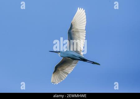 Ville de Las Pinas. 3 mars 2021. Un grand aigrette survole le parc marécageux de Las Pinas-Paranaque, dans la ville de Las Pinas, aux Philippines, le 3 mars 2021. La Journée mondiale de la faune est célébrée chaque année le 3 mars afin de sensibiliser les populations aux animaux et aux plantes sauvages du monde. Crédit: Rouelle Umali/Xinhua/Alamy Live News Banque D'Images