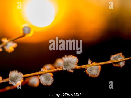 une branche de saule avec bourgeons de chigeux enflés sur le fond d'un coucher de soleil rouge Banque D'Images