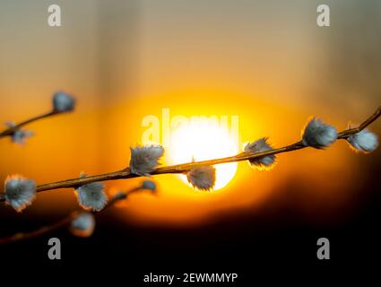 une branche de saule avec bourgeons de chigeux enflés sur le fond d'un coucher de soleil rouge Banque D'Images