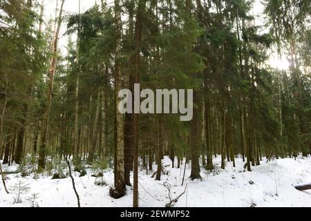 Matin ensoleillé au printemps dans une forêt enneigée Banque D'Images