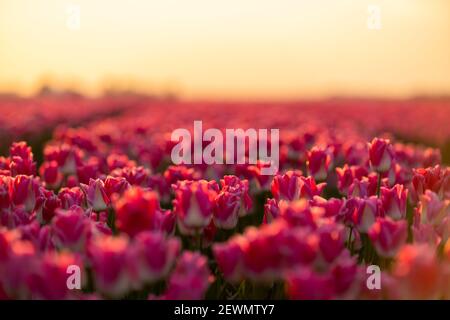 Vue sur les champs de tulipes colorés le matin, pays-Bas. Banque D'Images