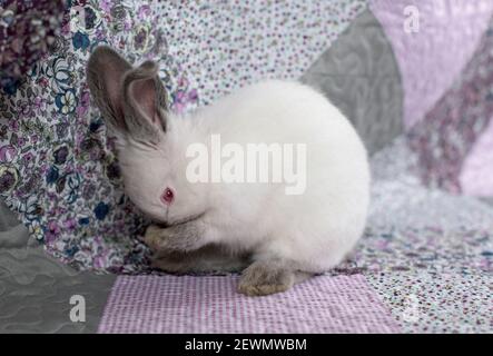 Portrait d'un lapin blanc avec des yeux rouges sur un couverture rose et pourpre avec fleurs Banque D'Images