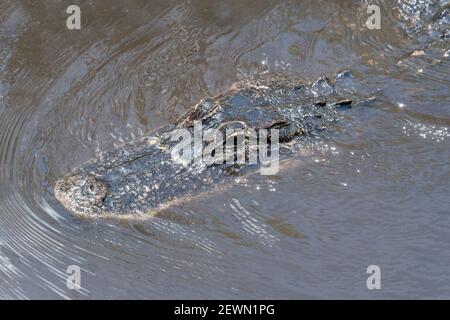 Crocodile sauvage dans le parc national des Everglades, Floride, États-Unis Banque D'Images