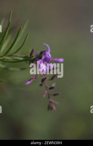 Flore de Gran Canaria - Campylanthus salsoloides, appelé localement romarin de mer en raison de la forme des feuilles, fond macro floral Banque D'Images