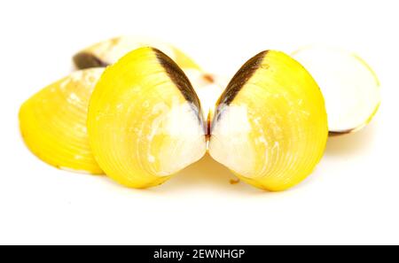 Coquillages jaunes de la mye d'eau douce de Corbicula fluminea isolés sur blanc arrière-plan Banque D'Images