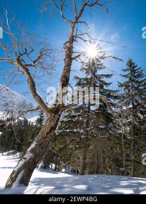 Ronreusement arbre et sunstar dans la forêt d'hiver couverte de neige, tourné à Zuberec, Orava, Slovaquie, Europe Banque D'Images