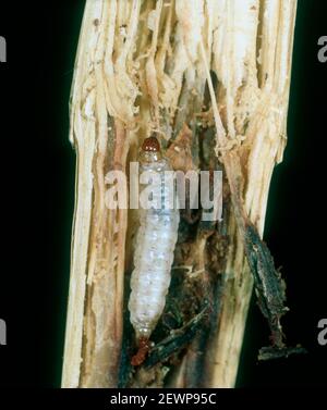 Chenille de l'ombrelle maculée (Chiloo partellus) dans la tige endommagée du sorgho (Sorghum sp.), Afrique du Sud, février Banque D'Images