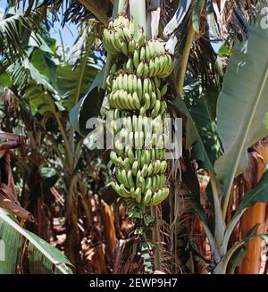 Bouquet mature de bananes vertes (Musa x paradisiaca) variété Williams à la récolte, Transvaal, Afrique du Sud Banque D'Images