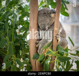 Ours koala endormi, tourné à Sydney, Nouvelle-Galles du Sud, Australie Banque D'Images