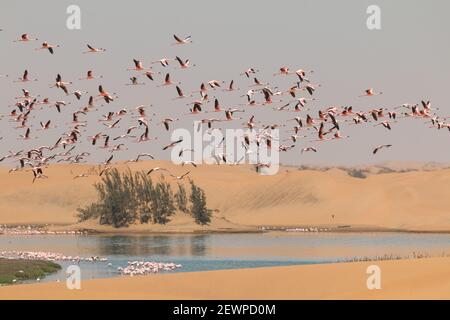 Flamants volant et debout sur des lacs dans les dunes de Walvis Bay en Namibie, Afrique Banque D'Images