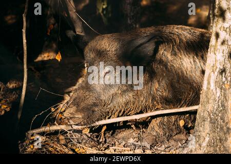 Bélarus. Sanglier ou sus Scrofa, également connu sous le nom de cygne sauvage, porc sauvage eurasien reposant à Mud dans la forêt d'automne. Sanglier Banque D'Images