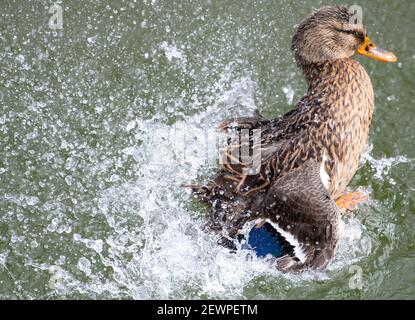 Munich, Allemagne. 03ème mars 2021. Un canard qui fait ses plumes dans le canal de Nymphenburg. Credit: Sven Hoppe/dpa/Alay Live News Banque D'Images