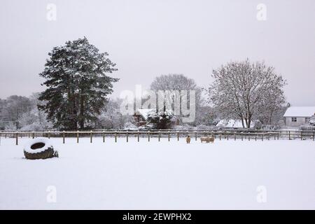 Snow, Medstead, Hampshire, Angleterre, Royaume-Uni. Banque D'Images