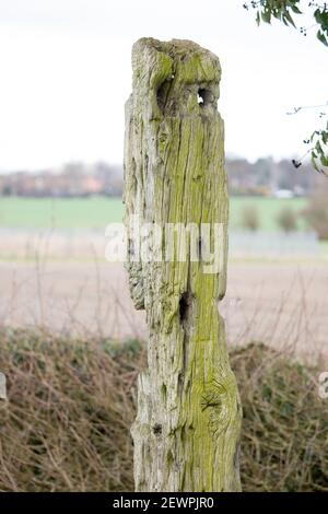 Le chêne Gibbert poste à Bilstone, Leicestershire, que le corps pendu de John Massey a été enchaîné après son exécution. Banque D'Images