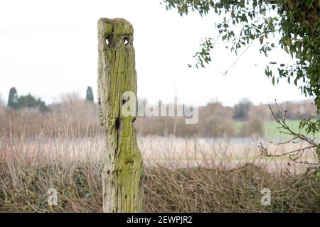 Le chêne Gibbert poste à Bilstone, Leicestershire, que le corps pendu de John Massey a été enchaîné après son exécution. Banque D'Images