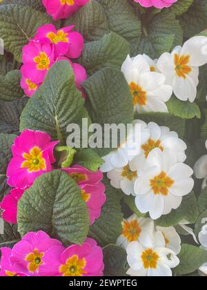 Plateau de plantes Primrose et blanc à fleurs printanières colorées (Primula) en exposition dans un centre de jardin à Rural Devon, Angleterre, Royaume-Uni Banque D'Images