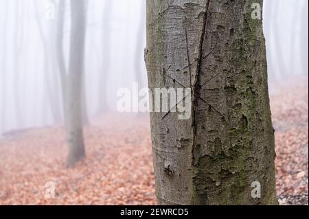 Une forêt à feuilles caduques par une journée de brouillard en hiver, Vienne (Autriche) Banque D'Images