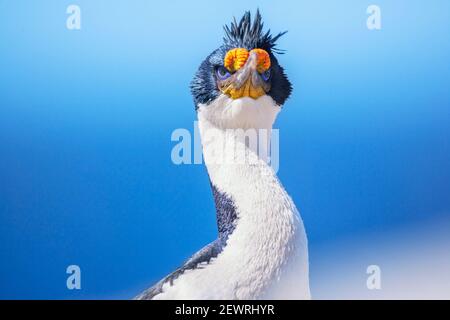 Scories impériales (Leucocarbo atyceps), Sea Lion Island, Falkland Islands, Amérique du Sud Banque D'Images