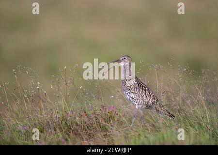 Curlew (Numenius arquata), parc national de Northumberland, Angleterre, Royaume-Uni, Europe Banque D'Images