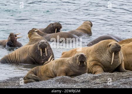 Morse adulte de l'Atlantique (Odobenus rosmarus), sur la plage du fjord Musk Ox, île d'Ellesmere, Nunavut, Canada, Amérique du Nord Banque D'Images