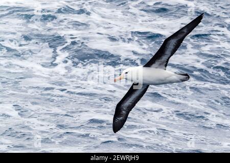 Albatros brun noir (Thalassarche melanophris), en vol dans le passage Drake, Antarctique, régions polaires Banque D'Images
