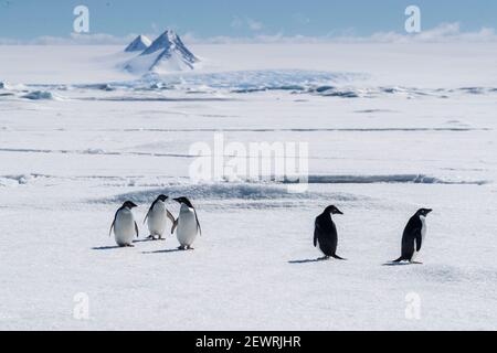 Un groupe de pingouins d'Adelie (Pygoscelis adeliae) sur la glace de mer dans la baie de Duse, la mer de Weddell, l'Antarctique, les régions polaires Banque D'Images