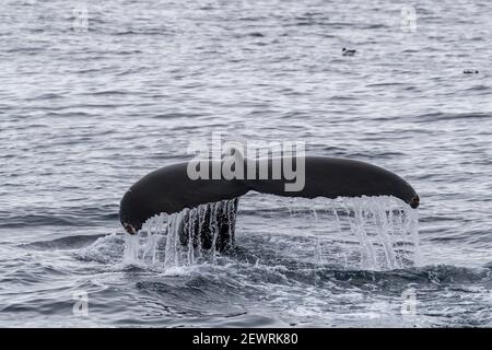 Baleine à bosse (Megaptera novaeangliae), plongée sous-marine dans la baie Mackenzie, la mer du Groenland, le Groenland et les régions polaires Banque D'Images