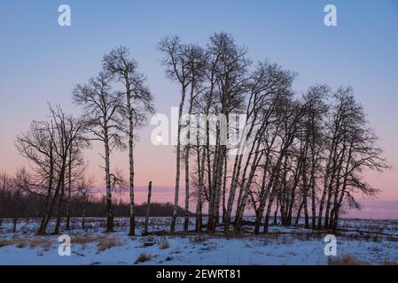 Pleine lune et Aspen Grove au coucher du soleil d'hiver, parc national Elk Island, Alberta, Canada, Amérique du Nord Banque D'Images