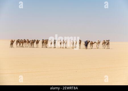 Caravane de chameaux sur le plateau de Djado, Sahara, Niger, Afrique Banque D'Images