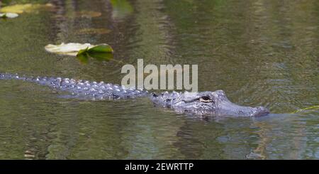 Alligator américain (Alligator mississippiensis), nageant à côté de la piste dans la vallée de Shark, Parc national des Everglades, Floride, États-Unis d'Amérique Banque D'Images